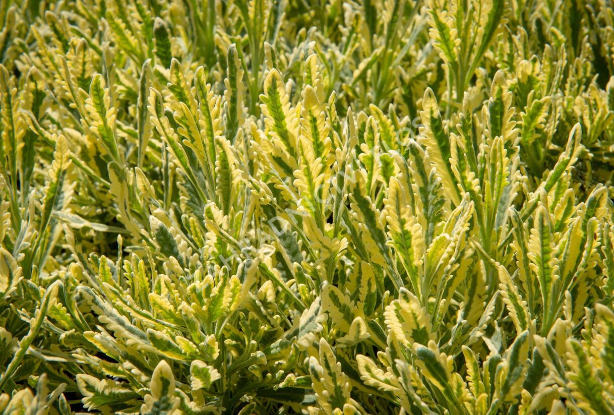 Levandule 'Meerlo' - Lavandula allardii 'Meerlo'