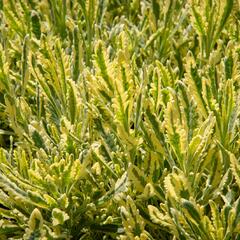 Levandule 'Meerlo' - Lavandula allardii 'Meerlo'