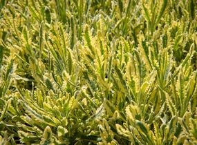 Levandule 'Meerlo' - Lavandula allardii 'Meerlo'