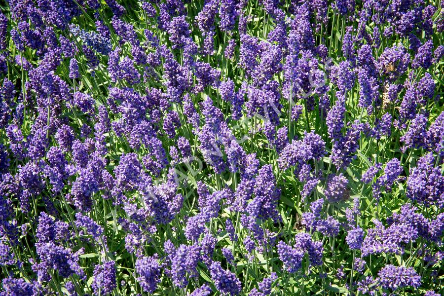 Levandule úzkolistá 'Aromatico Autumn Blue' - Lavandula angustifolia 'Aromatico Autumn Blue'