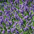 Levandule úzkolistá 'Aromatico Autumn Blue' - Lavandula angustifolia 'Aromatico Autumn Blue'