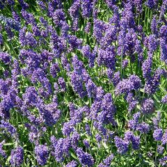 Levandule úzkolistá 'Aromatico Autumn Blue' - Lavandula angustifolia 'Aromatico Autumn Blue'