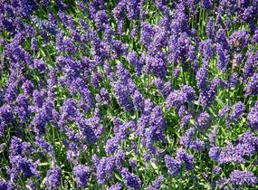 Levandule úzkolistá 'Aromatico Autumn Blue' - Lavandula angustifolia 'Aromatico Autumn Blue'