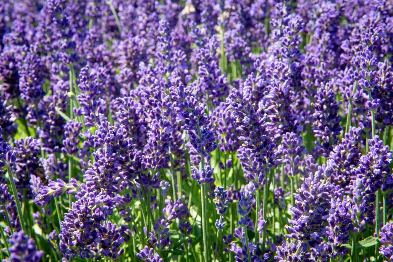 Levandule úzkolistá 'Aromatico Autumn Blue' - Lavandula angustifolia ...