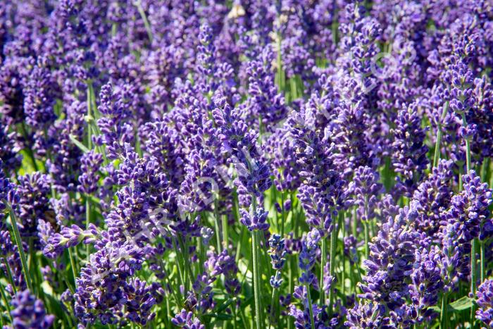 Levandule úzkolistá 'Aromatico Autumn Blue' - Lavandula angustifolia 'Aromatico Autumn Blue'