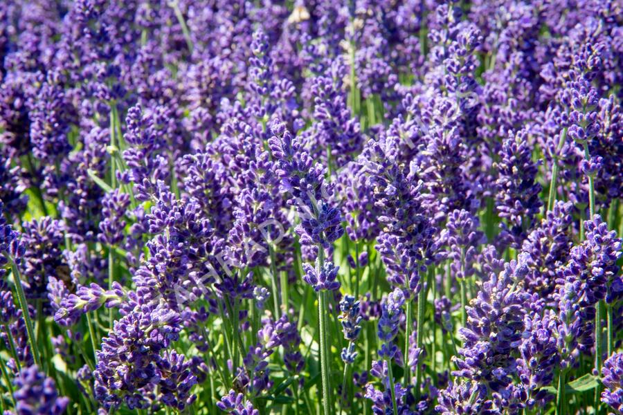 Levandule úzkolistá 'Aromatico Autumn Blue' - Lavandula angustifolia 'Aromatico Autumn Blue'