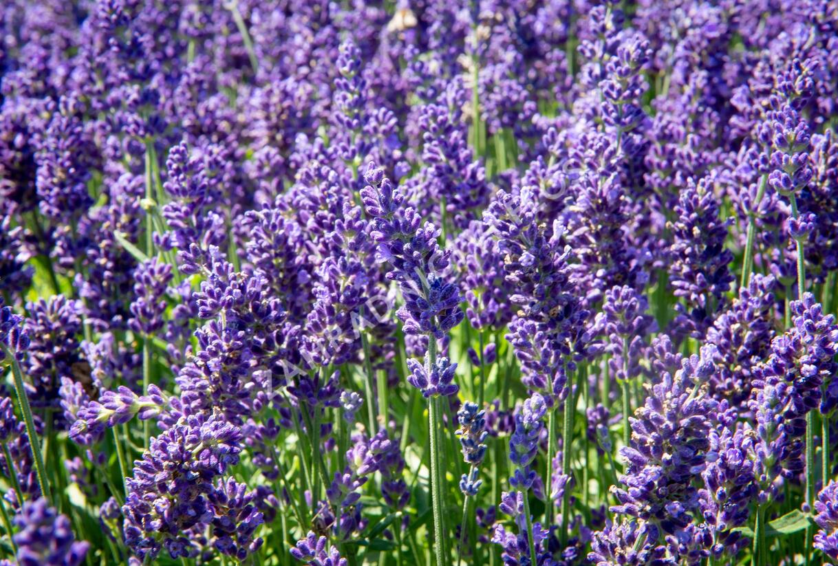 Levandule úzkolistá 'Aromatico Autumn Blue' - Lavandula angustifolia 'Aromatico Autumn Blue'
