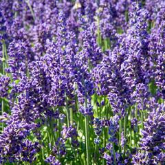 Levandule úzkolistá 'Aromatico Autumn Blue' - Lavandula angustifolia 'Aromatico Autumn Blue'