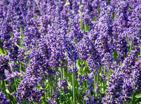 Levandule úzkolistá 'Aromatico Autumn Blue' - Lavandula angustifolia 'Aromatico Autumn Blue'