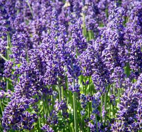 Levandule úzkolistá 'Aromatico Autumn Blue' - Lavandula angustifolia 'Aromatico Autumn Blue'