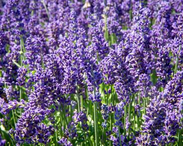 Levandule úzkolistá 'Aromatico Autumn Blue'