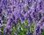Levandule úzkolistá 'Aromatico Autumn Blue'