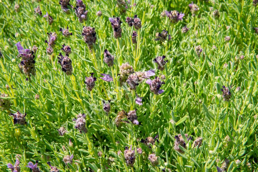 Levandule korunkatá 'Bandera Purple' - Lavandula stoechas 'Bandera Purple'