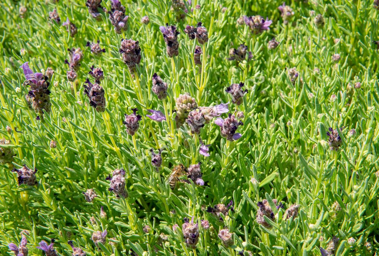 Levandule korunkatá 'Bandera Purple' - Lavandula stoechas 'Bandera Purple'