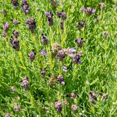 Levandule korunkatá 'Bandera Purple' - Lavandula stoechas 'Bandera Purple'