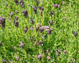 Levandule korunkatá 'Bandera Purple'