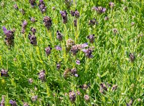 Levandule korunkatá 'Bandera Purple' - Lavandula stoechas 'Bandera Purple'