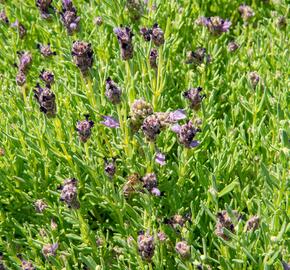 Levandule korunkatá 'Bandera Purple' - Lavandula stoechas 'Bandera Purple'