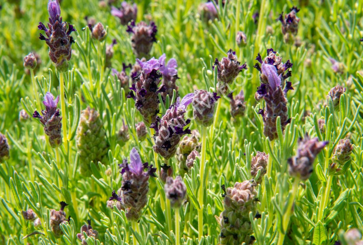 Levandule korunkatá 'Bandera Purple' - Lavandula stoechas 'Bandera Purple'
