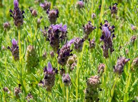Levandule korunkatá 'Bandera Purple' - Lavandula stoechas 'Bandera Purple'