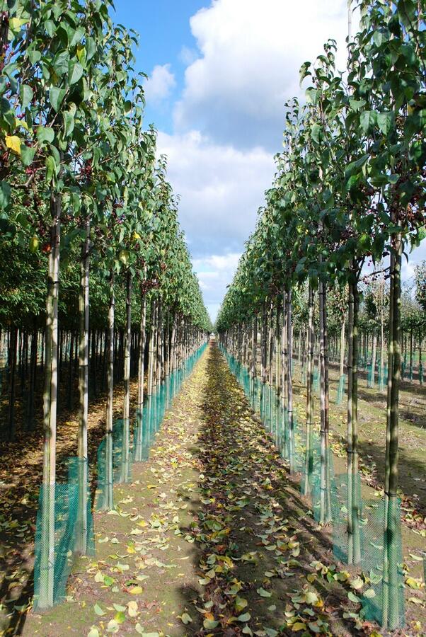 Jabloň drobnoplodá 'Street Parade' - Malus baccata 'Street Parade'