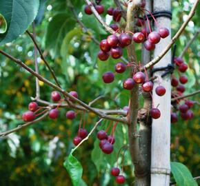 Jabloň drobnoplodá 'Street Parade'