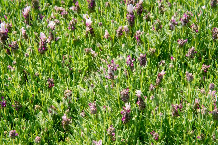 Levandule korunkatá 'Bandera Pink' - Lavandula stoechas 'Bandera Pink'