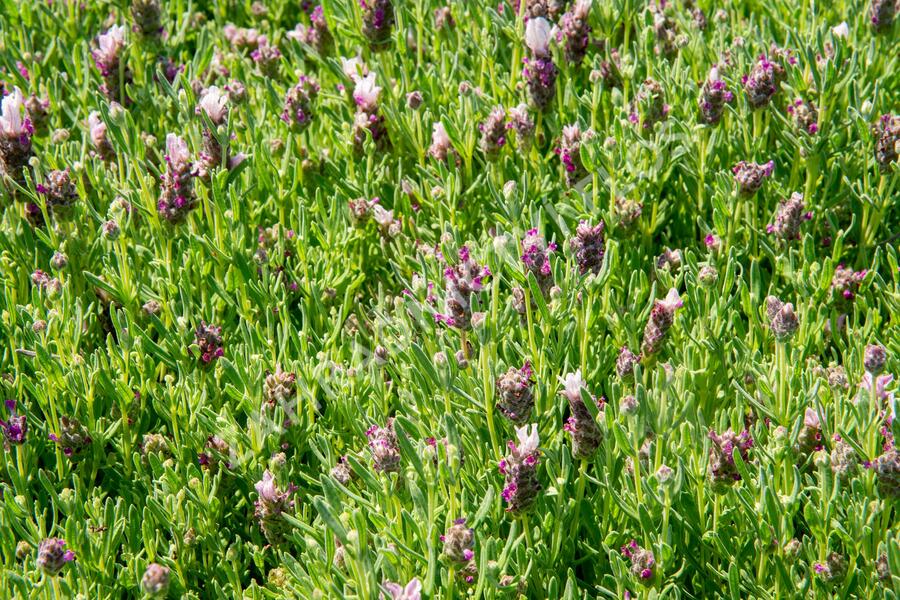 Levandule korunkatá 'Bandera Pink' - Lavandula stoechas 'Bandera Pink'