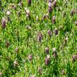 Levandule korunkatá 'Bandera Pink' - Lavandula stoechas 'Bandera Pink'