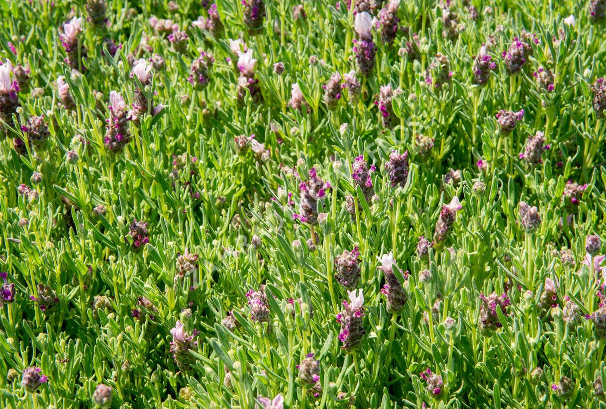 Levandule korunkatá 'Bandera Pink' - Lavandula stoechas 'Bandera Pink'