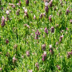 Levandule korunkatá 'Bandera Pink' - Lavandula stoechas 'Bandera Pink'