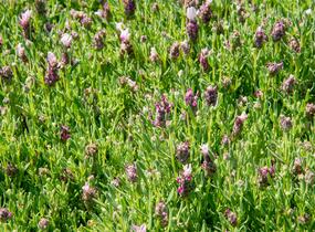 Levandule korunkatá 'Bandera Pink' - Lavandula stoechas 'Bandera Pink'