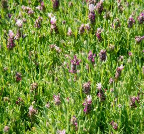 Levandule korunkatá 'Bandera Pink' - Lavandula stoechas 'Bandera Pink'