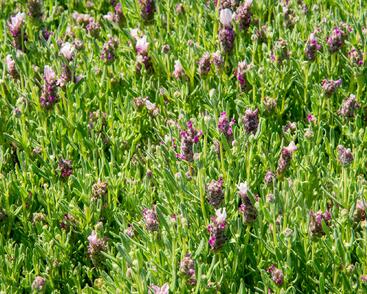 Levandule korunkatá 'Bandera Pink'