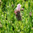 Levandule korunkatá 'Bandera Pink' - Lavandula stoechas 'Bandera Pink'