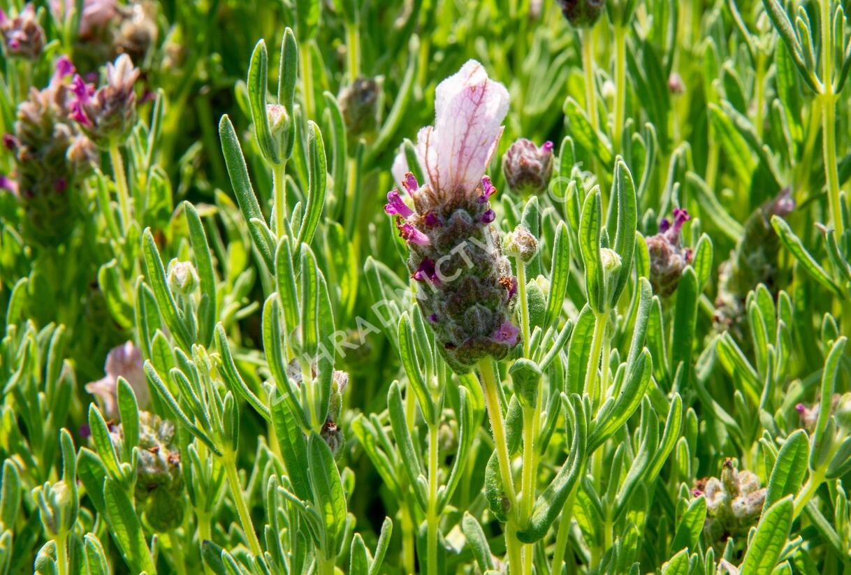 Levandule korunkatá 'Bandera Pink' - Lavandula stoechas 'Bandera Pink'