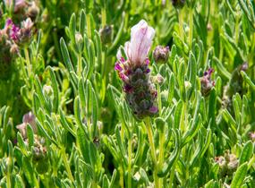 Levandule korunkatá 'Bandera Pink' - Lavandula stoechas 'Bandera Pink'