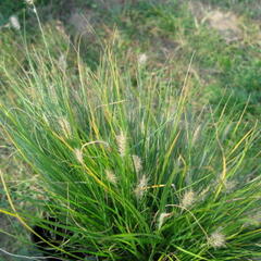 Dochan psárkovitý 'Little Bunny' - Pennisetum alopecuroides 'Little Bunny'