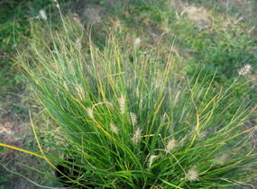 Dochan psárkovitý 'Little Bunny' - Pennisetum alopecuroides 'Little Bunny'