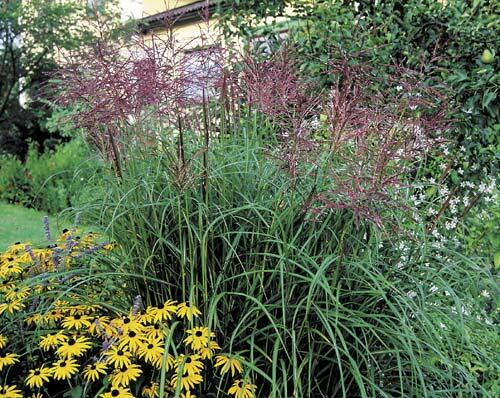 Ozdobnice čínská 'Ferner Osten' - Miscanthus sinensis 'Ferner Osten'