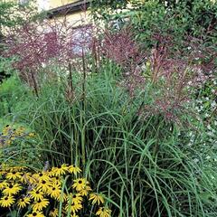 Ozdobnice čínská 'Ferner Osten' - Miscanthus sinensis 'Ferner Osten'