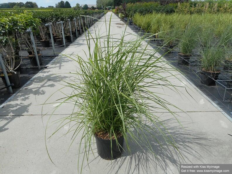 Ozdobnice čínská 'Ferner Osten' - Miscanthus sinensis 'Ferner Osten'