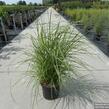 Ozdobnice čínská 'Ferner Osten' - Miscanthus sinensis 'Ferner Osten'