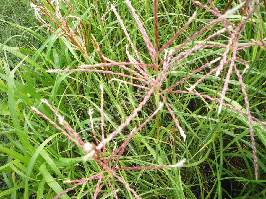 Ozdobnice čínská 'Ferner Osten' - Miscanthus sinensis 'Ferner Osten'