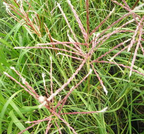 Ozdobnice čínská 'Ferner Osten' - Miscanthus sinensis 'Ferner Osten'