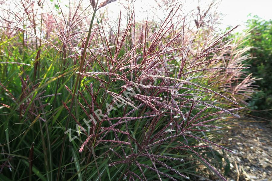 Ozdobnice čínská 'Ferner Osten' - Miscanthus sinensis 'Ferner Osten'