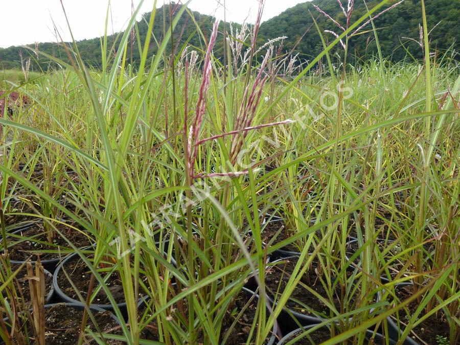 Ozdobnice čínská 'Ferner Osten' - Miscanthus sinensis 'Ferner Osten'