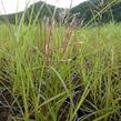 Ozdobnice čínská 'Ferner Osten' - Miscanthus sinensis 'Ferner Osten'