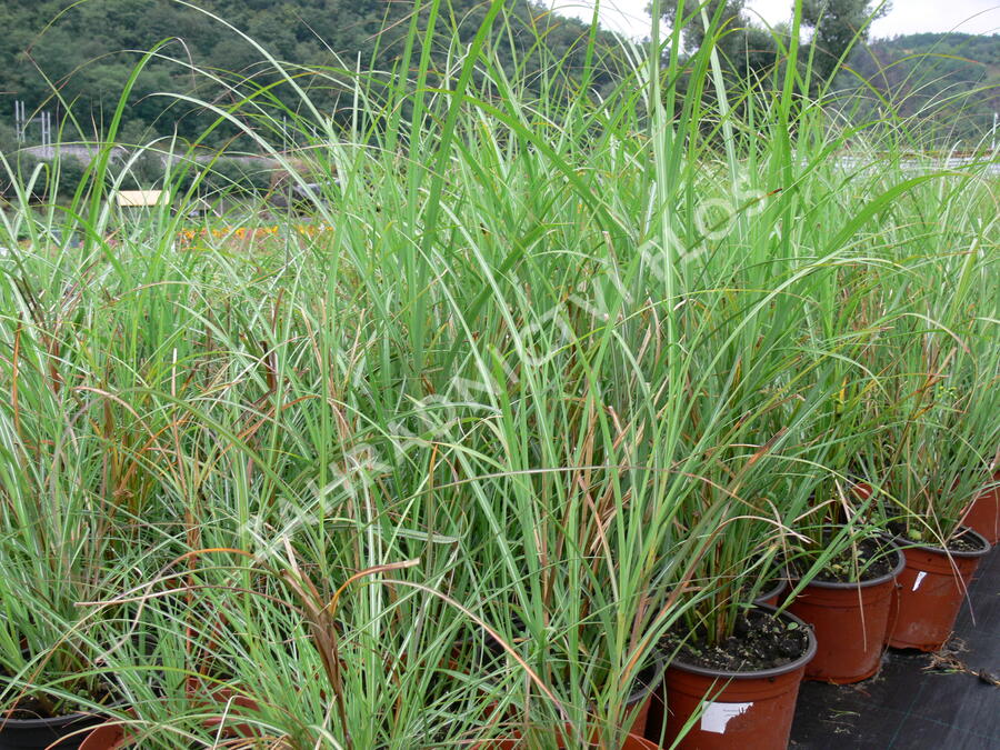 Ozdobnice čínská 'Adagio' - Miscanthus sinensis 'Adagio'