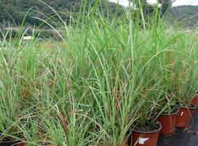 Ozdobnice čínská 'Adagio' - Miscanthus sinensis 'Adagio'